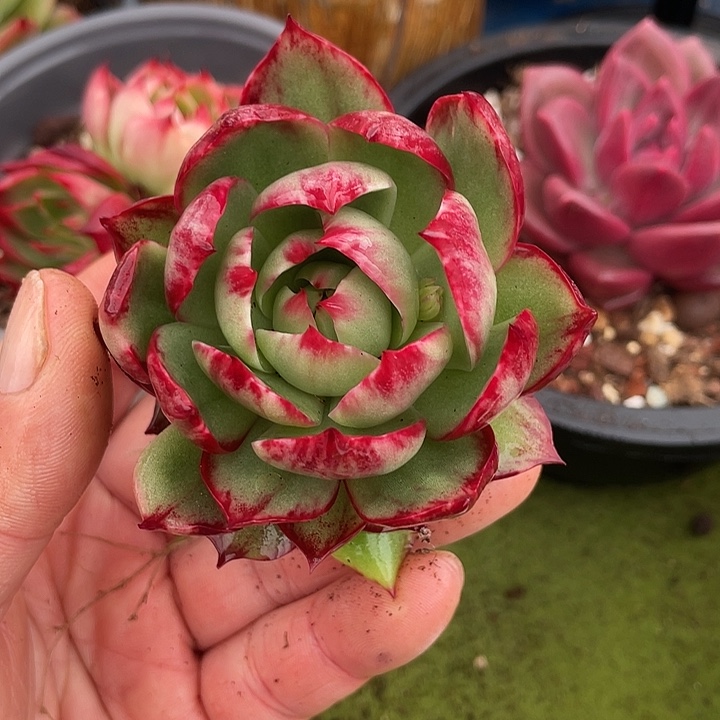 惊鸿仙子多肉植物333