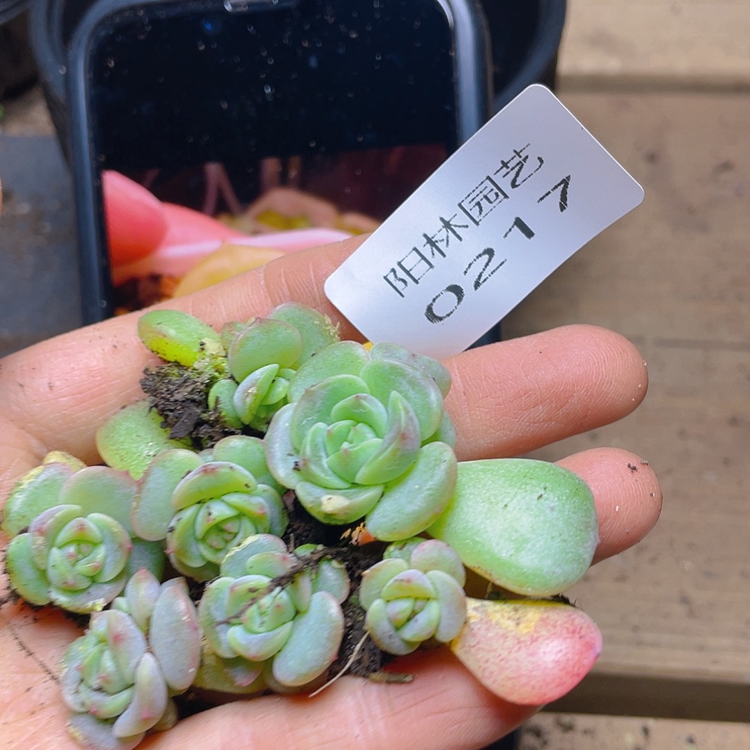 多肉植物多肉植物