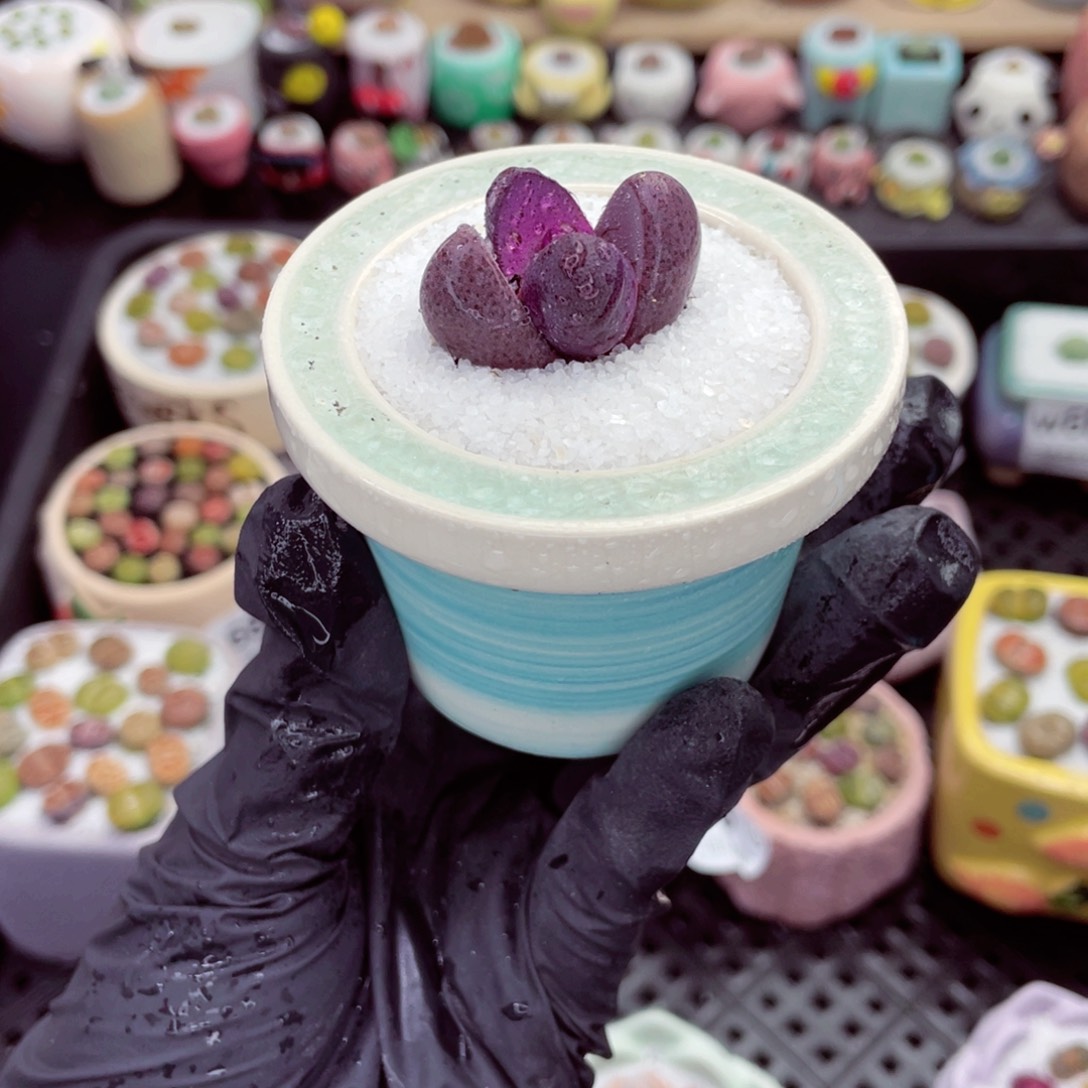 w6792 带盆土发货-零下地区拍保温箱