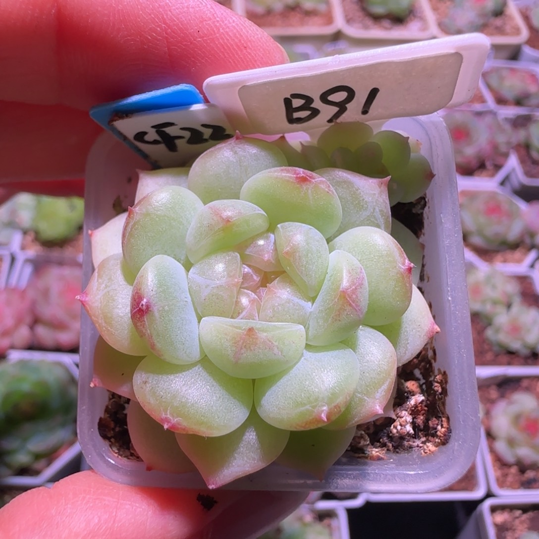 B91福利粉心财富密码