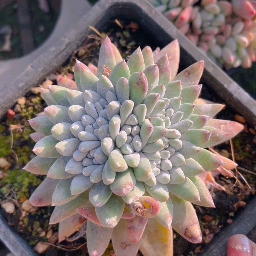 拇指杂88888888888