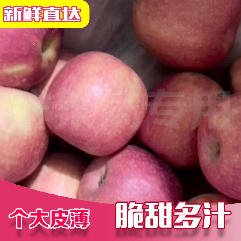 正宗产地红富士苹果新鲜应季脆甜多汁水果
