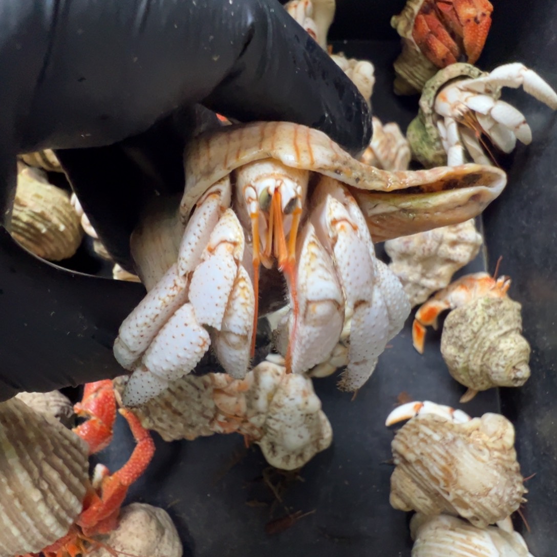 08号接近全白毛球3.14