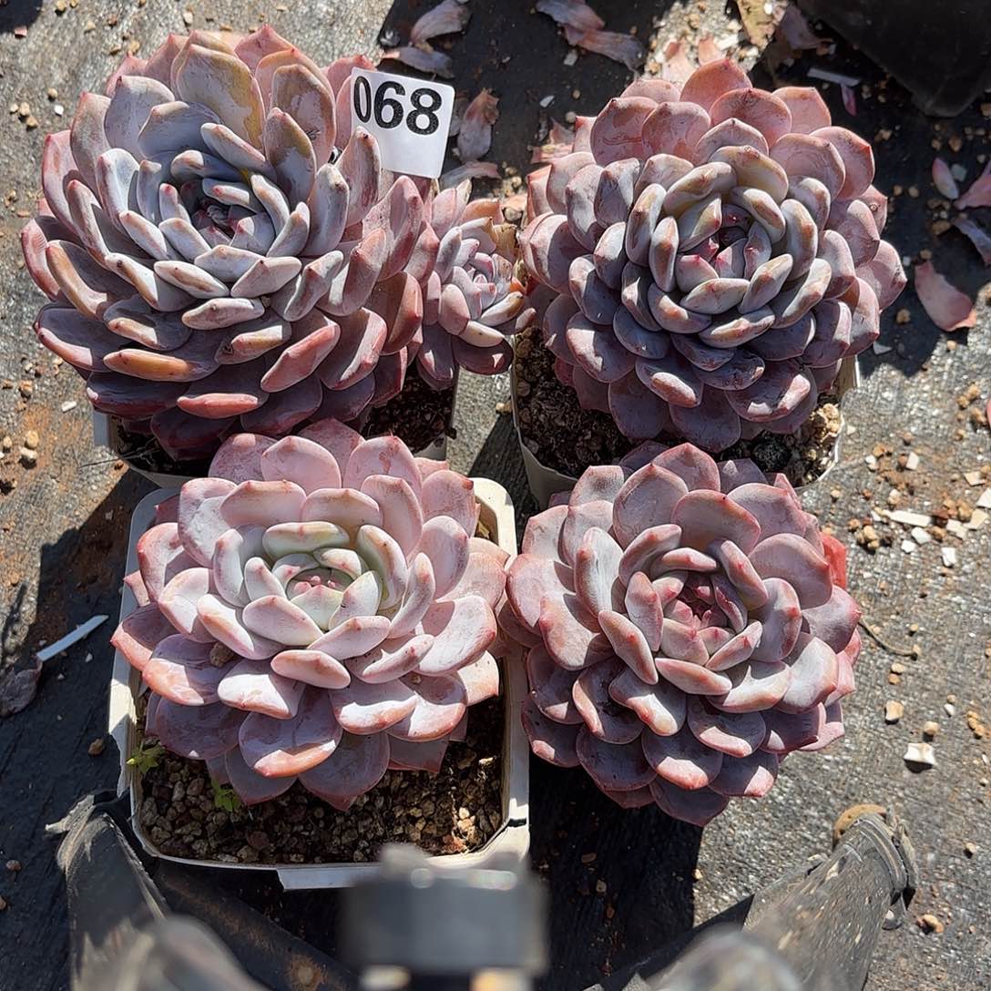 068四颗单头包邮包邮