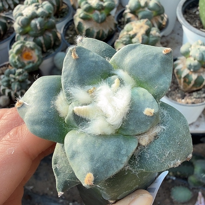 无花朵704蓝白肌达摩