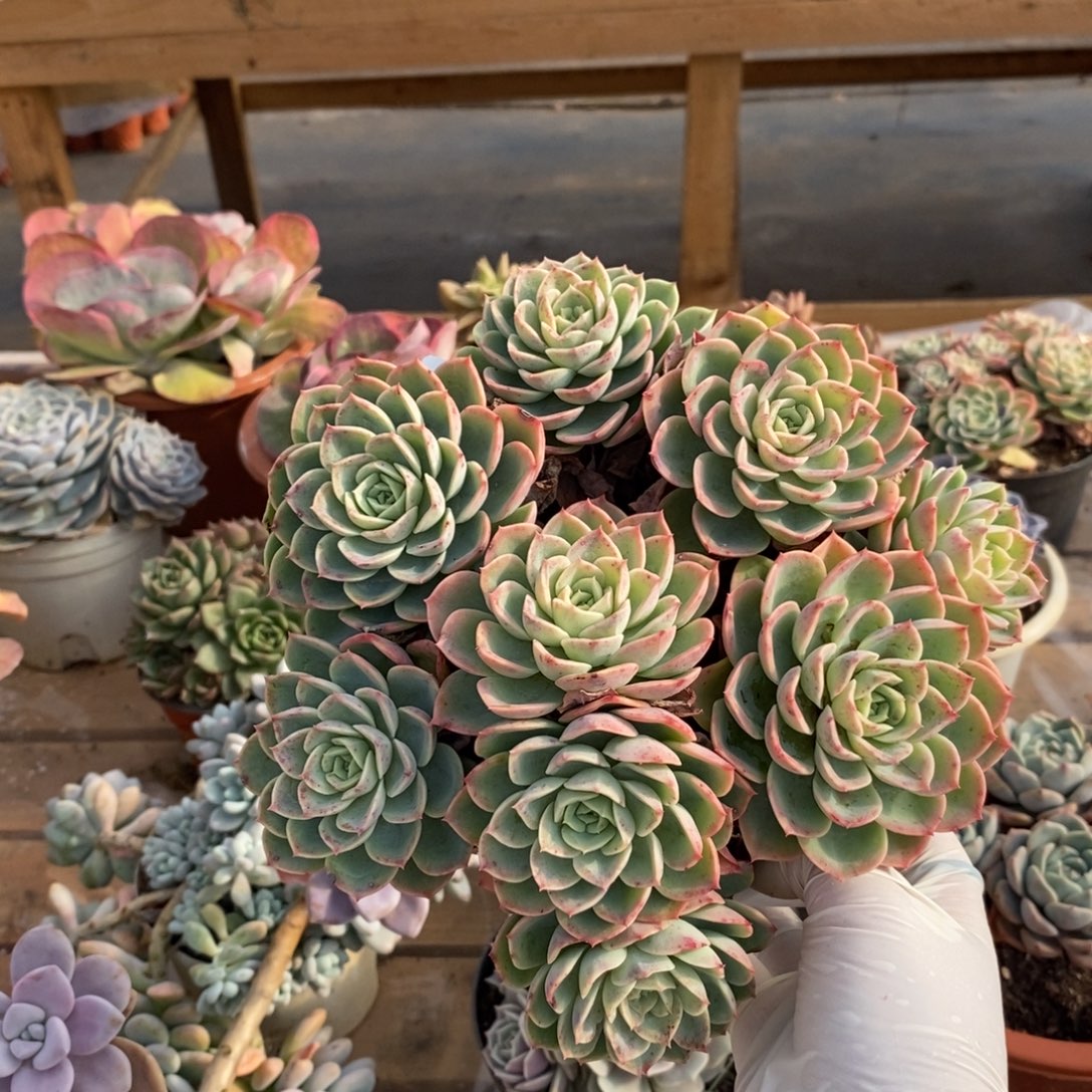 342哈密瓜一物一拍