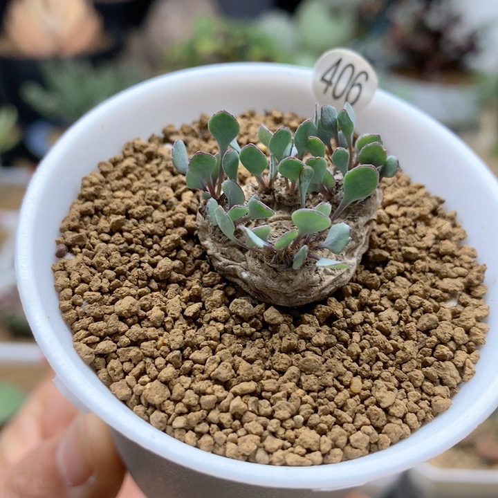 熔岩圆叶厚敦菊带盆406