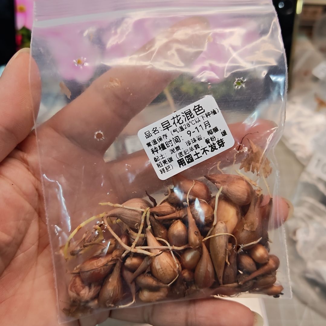 酢浆草早花混色一份