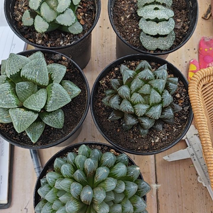 5颗多肉植物原盆土