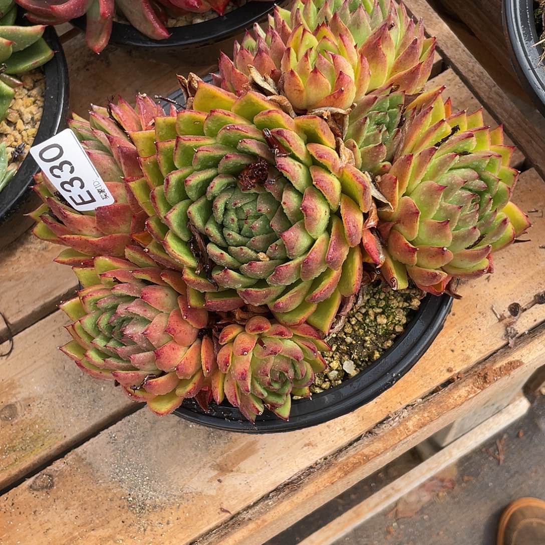 若如东云多肉组拍330