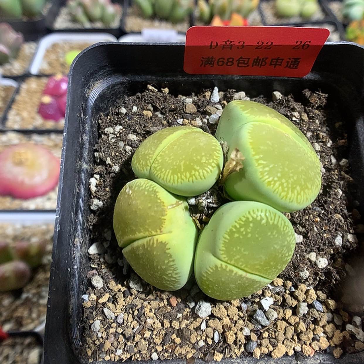 【闪购商品】3-22-26 绿光阳一群 60