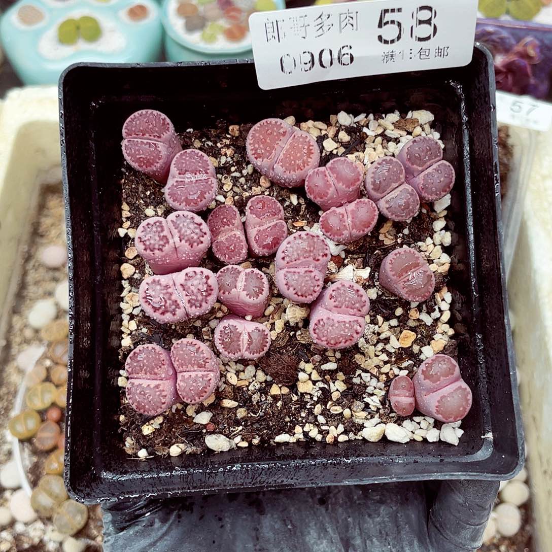 生石花18包邮0906-58