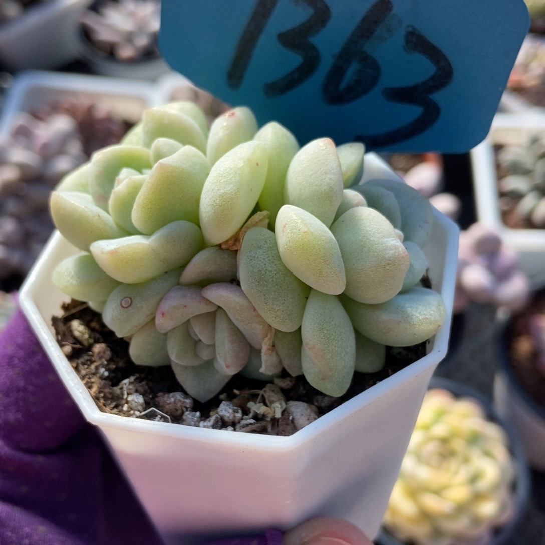 7363冰玉石化多肉植物