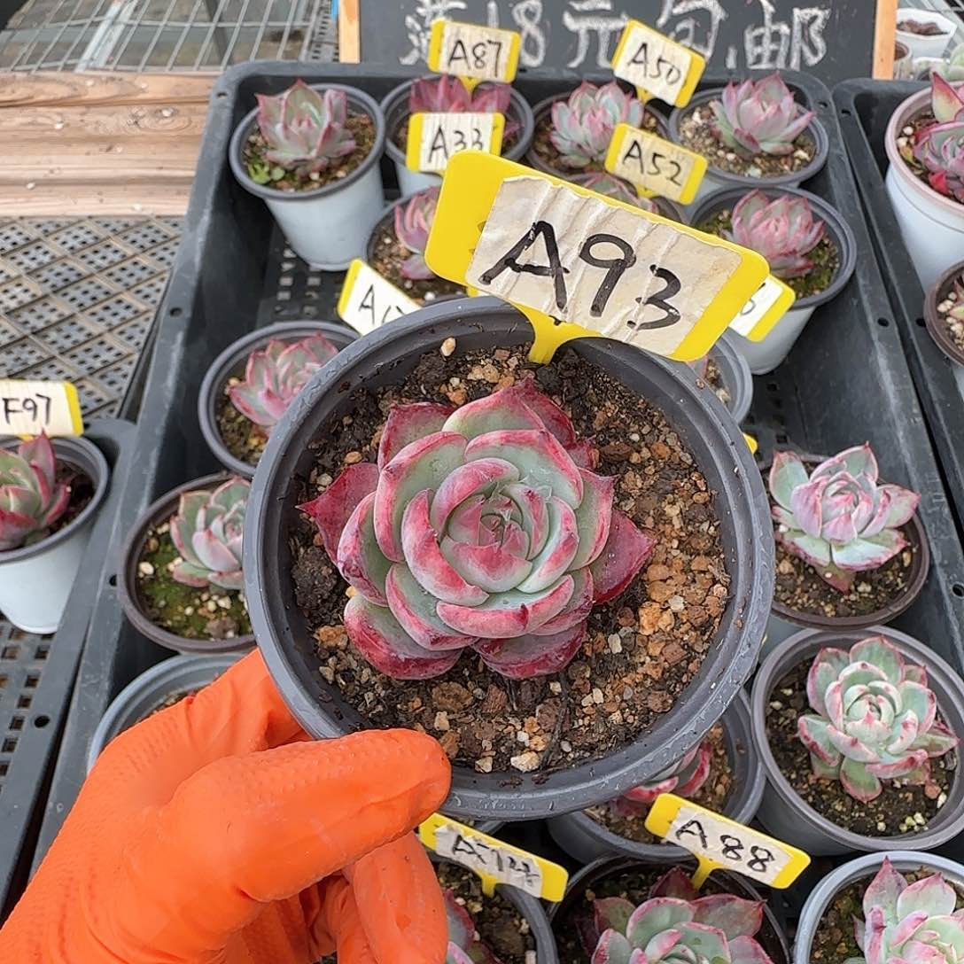 爱****菇A93惊鸿单头多肉