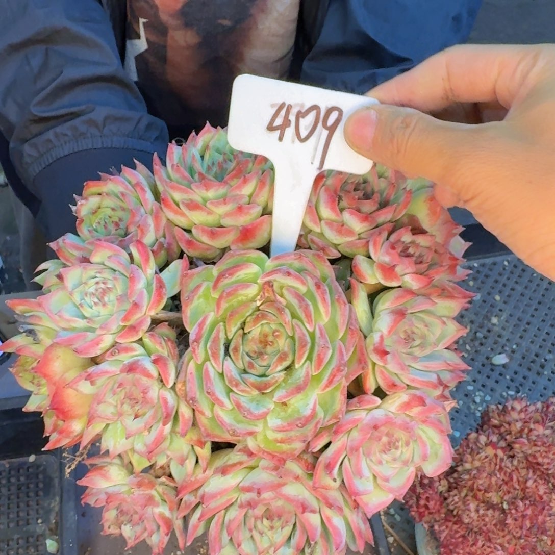 多肉植物的生长发育和