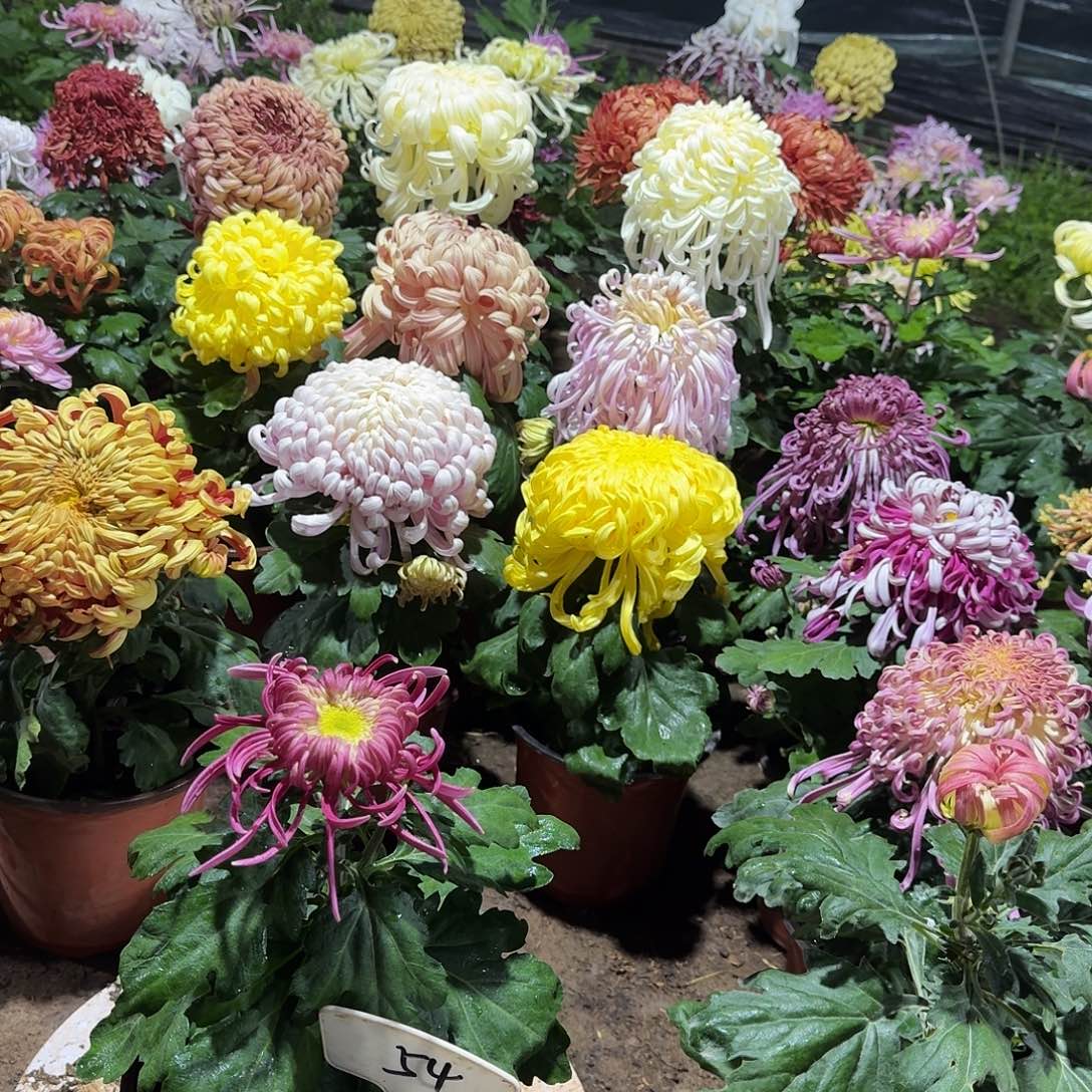 ****夕大部分花苞少量开放54