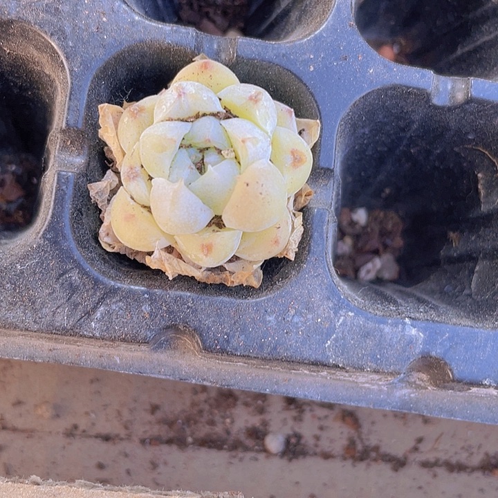 ?****?精品白月光穴苗一颗