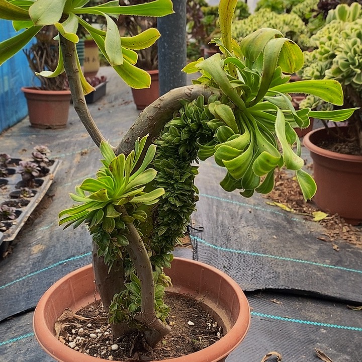 多肉植物保护研究所