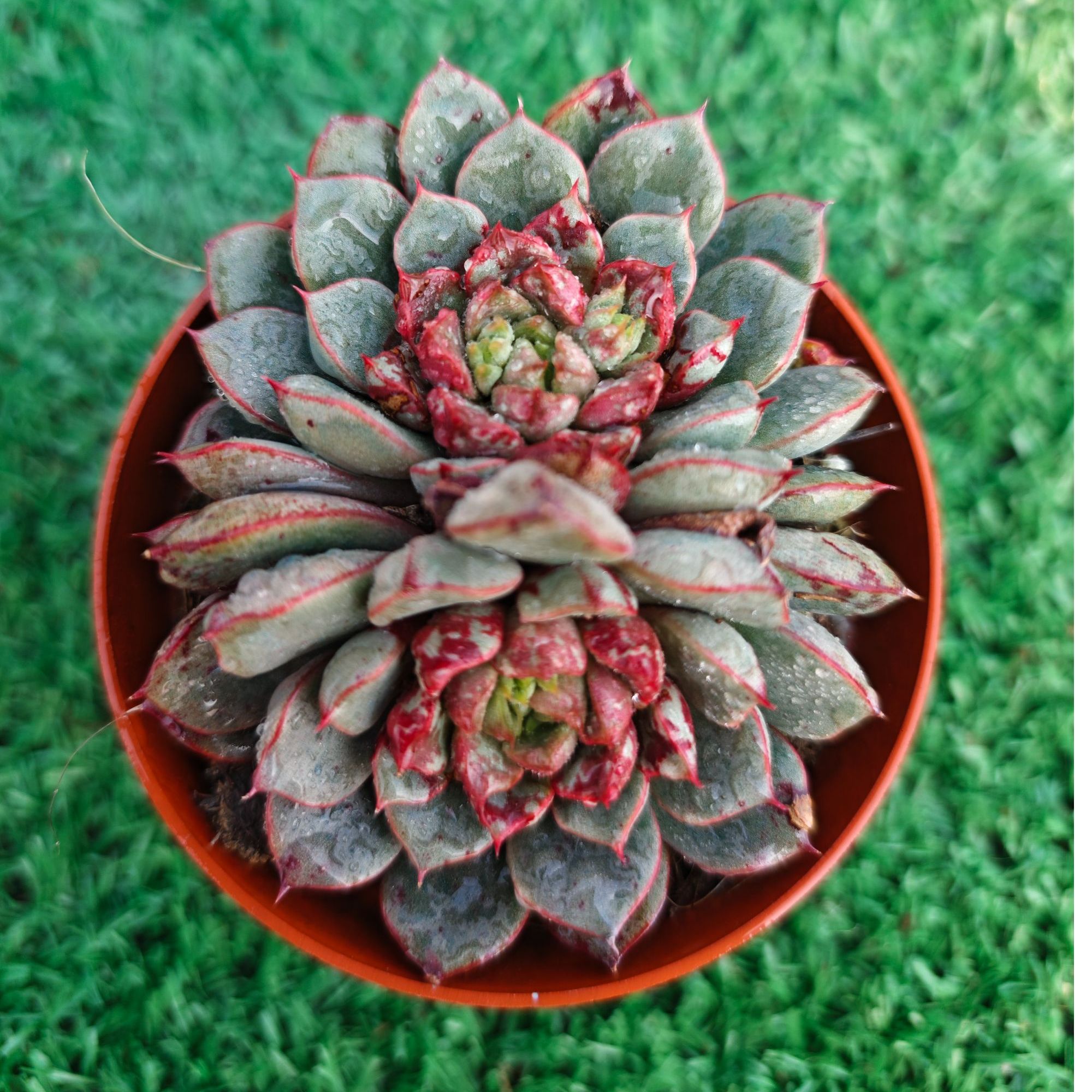 烟花向日葵精品多肉裸根上盆