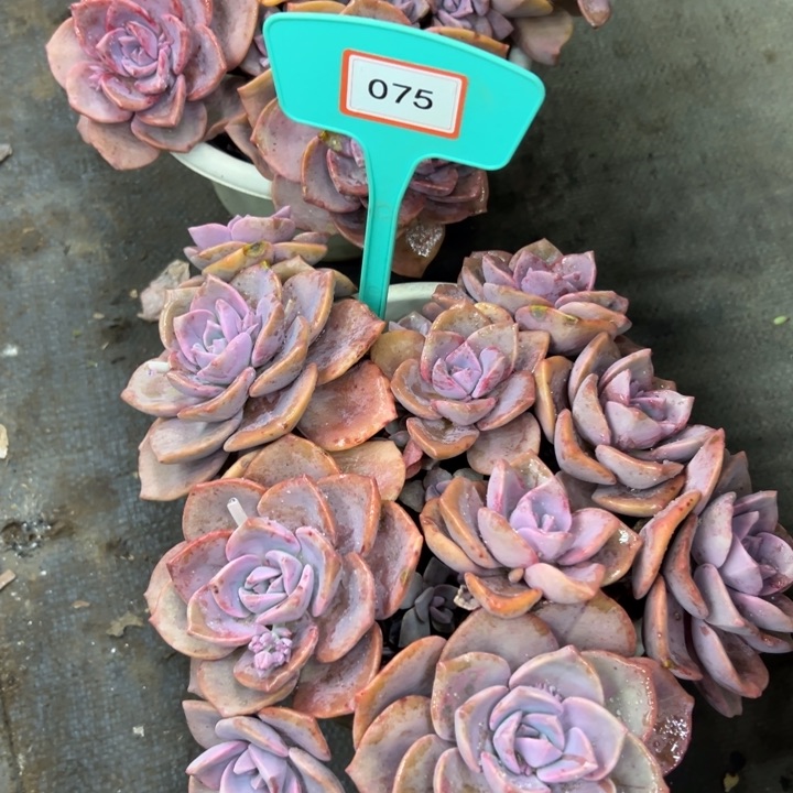 初*?彩虹多肉植物075