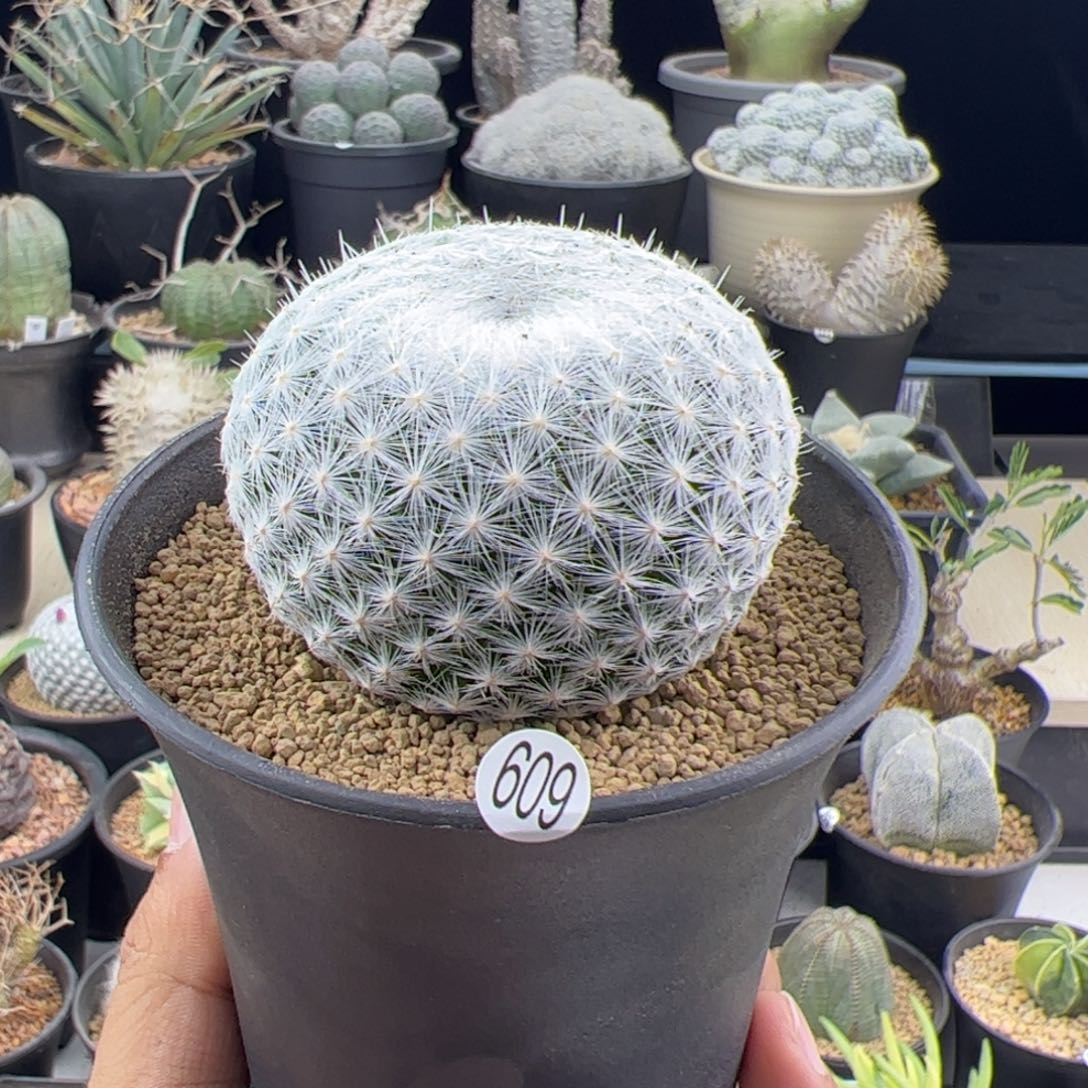 大春星6+一物一拍