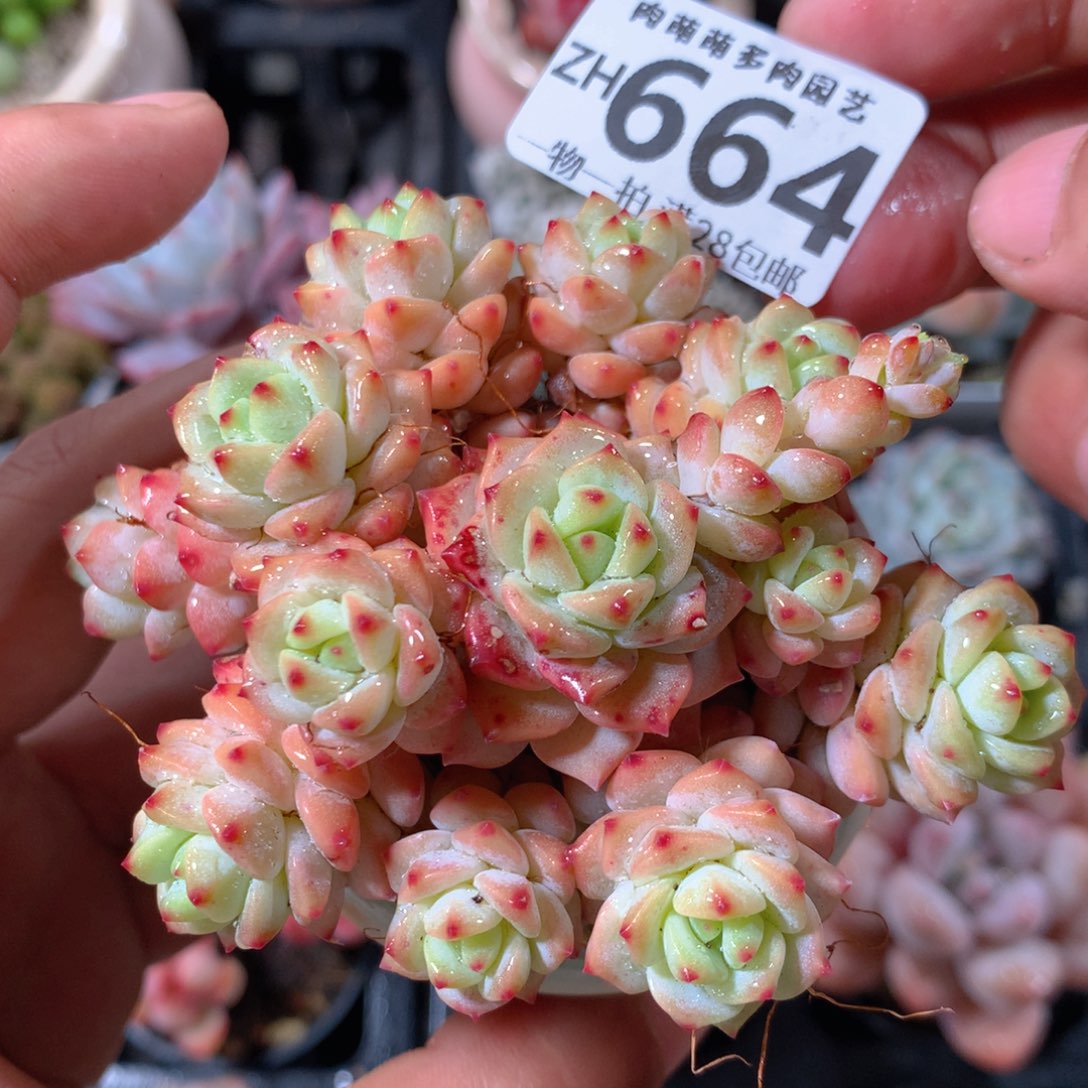 5CM拇指盆精控多肉ZH664