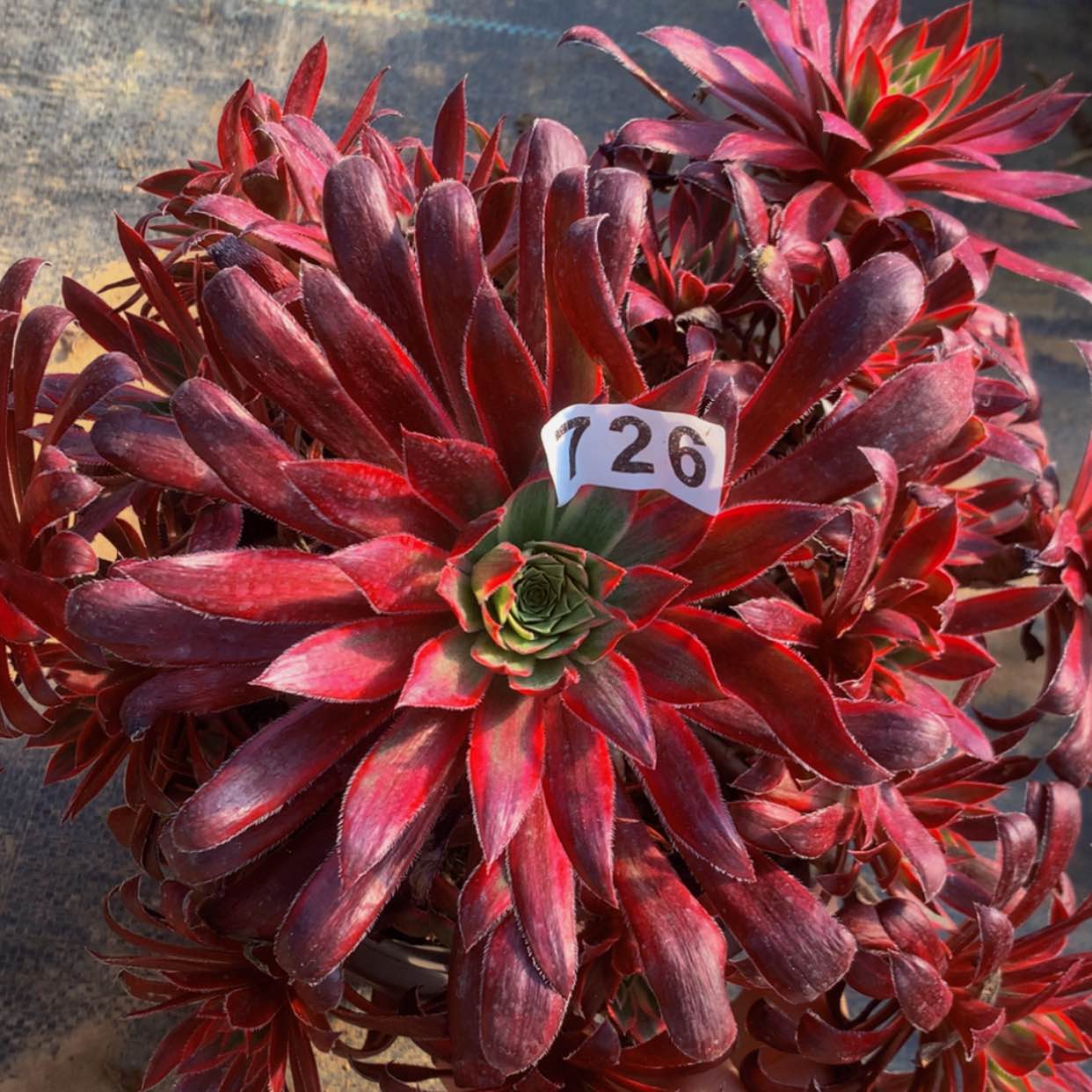 【闪购商品】726孔雀多肉