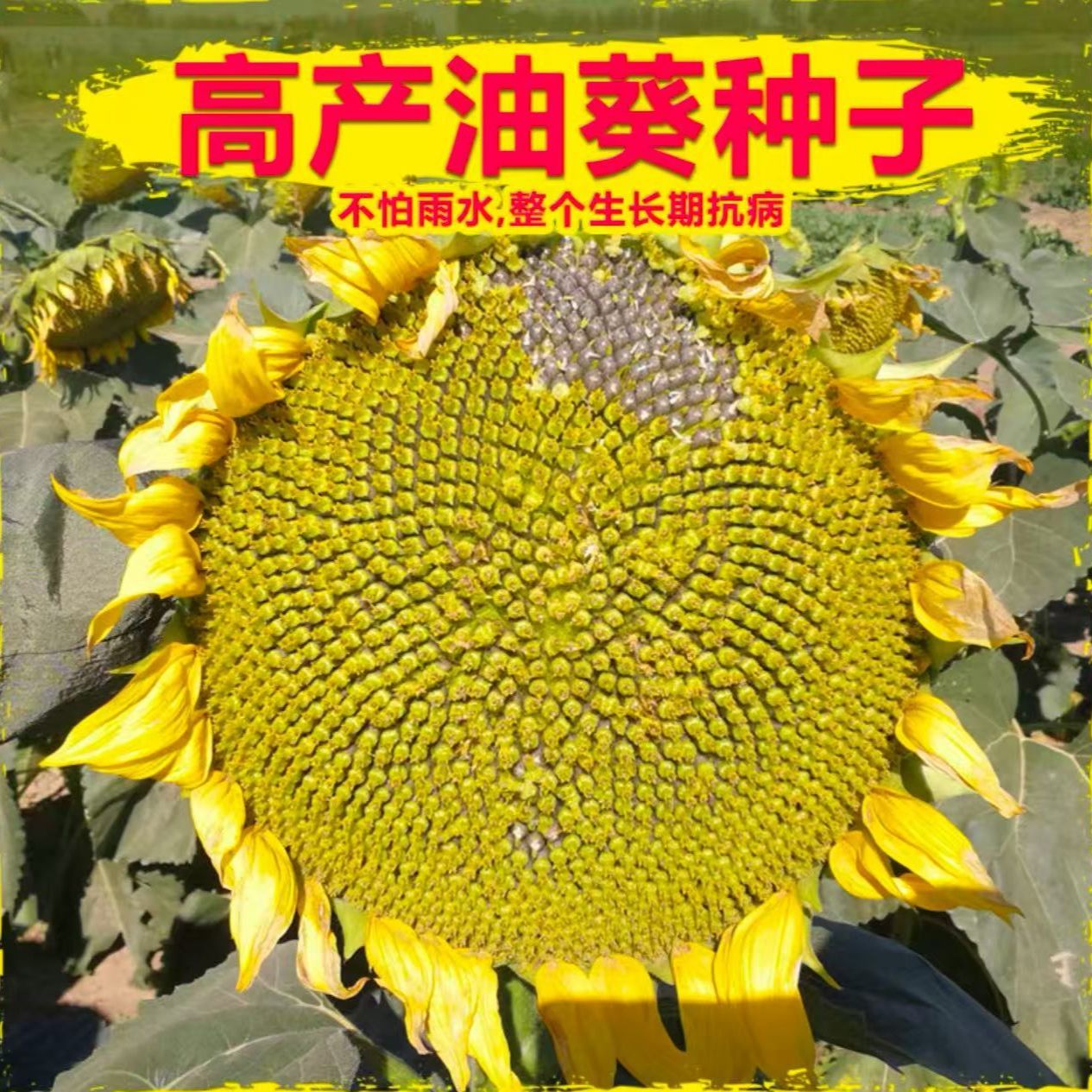 【全店满五包包邮】矮大头油葵种子榨油油葵矮个子葵花籽