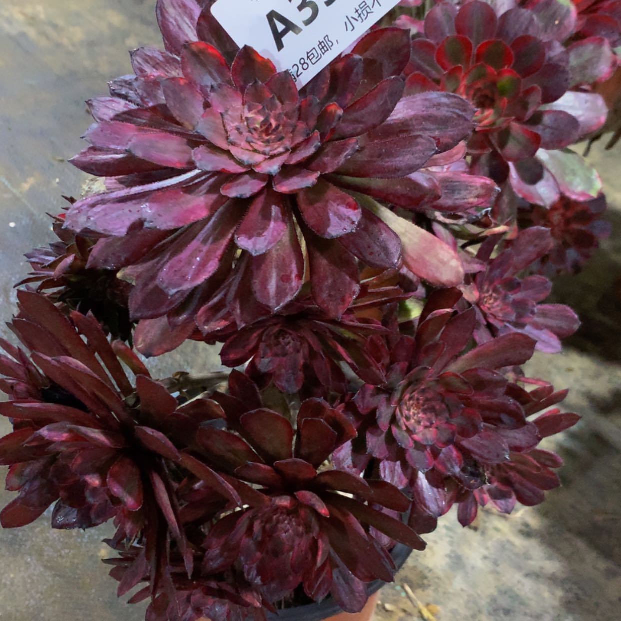 【闪购商品】395紫霞多肉