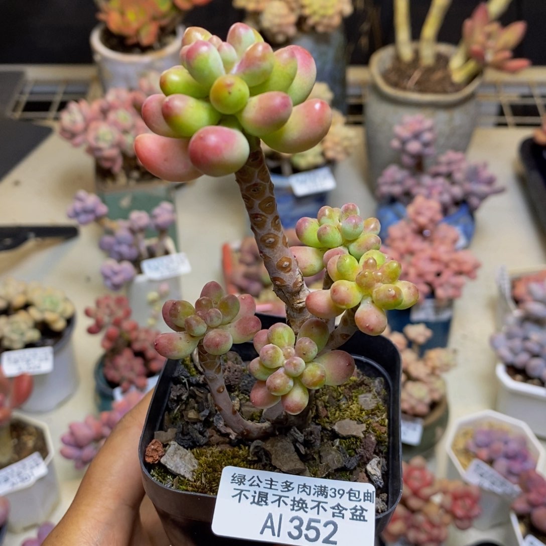 352派大星多肉6c m