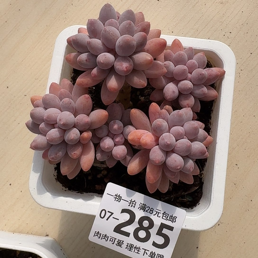 婴儿手指无盆土发货