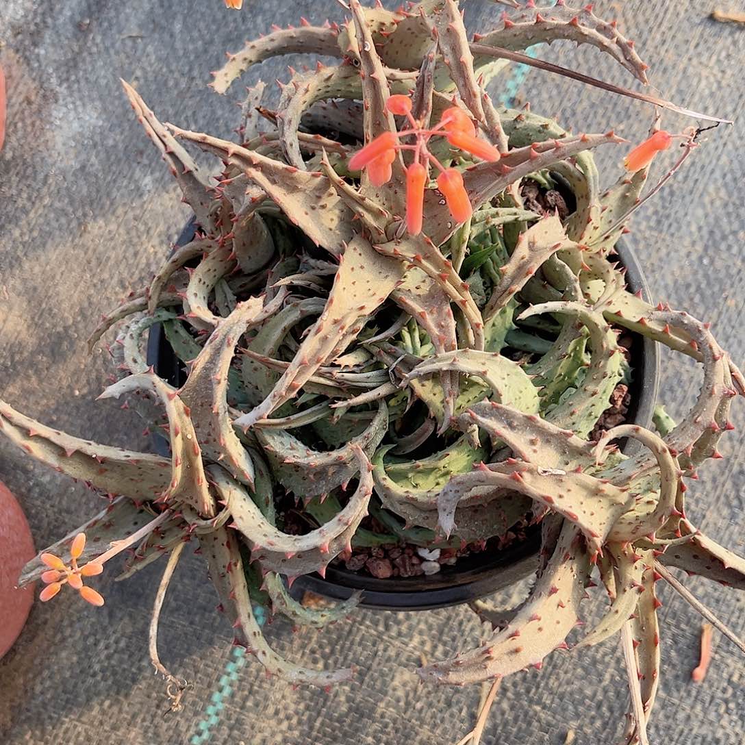 多肉植物多肉植物卡