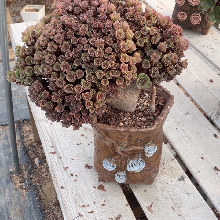 春***姐多肉的鱼也可以是你喜欢看