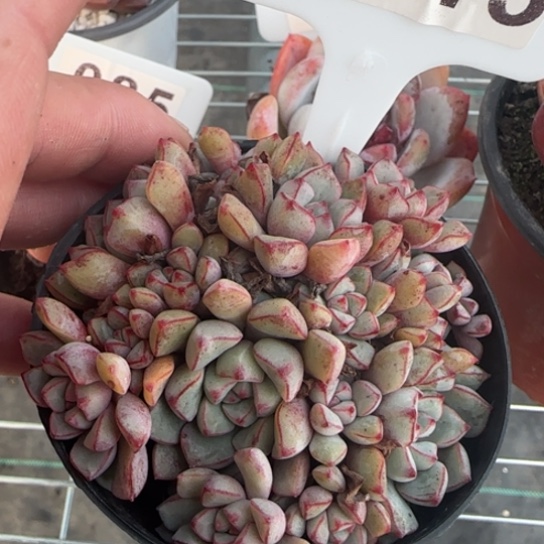 143蓝宝石一物一拍多肉