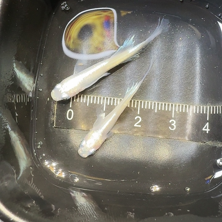 青鳉鱼67号拍品长鳍