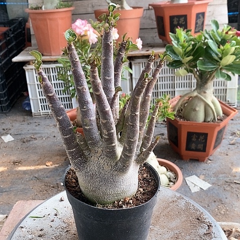 【闪购商品】用****2绿植