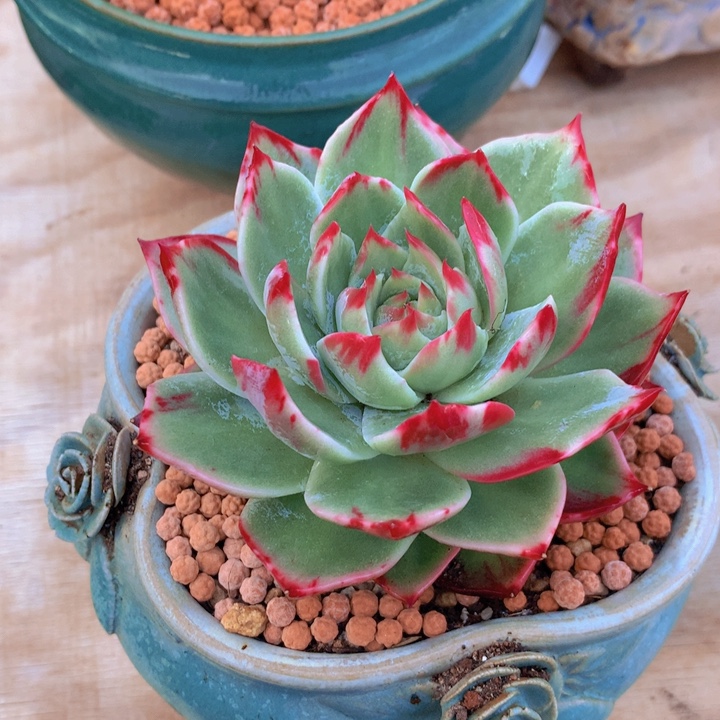 多肉乐园惊鸿仙子