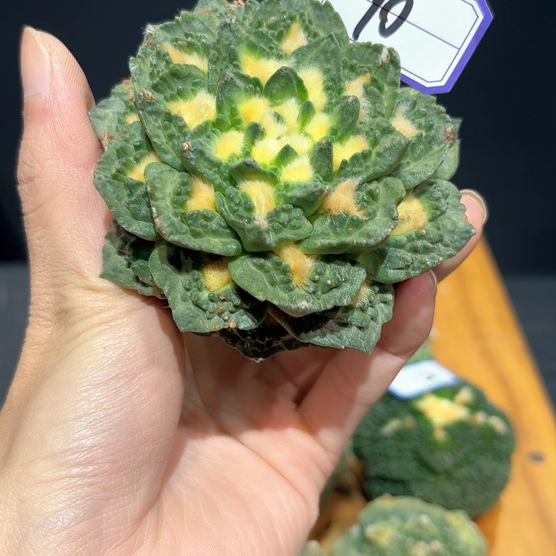 10号自根龟甲怒涛