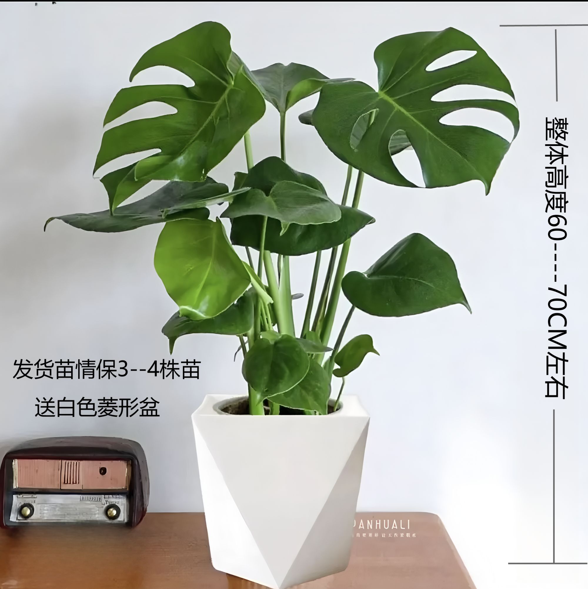 【50-70】龟背竹大叶开背盆栽室内客厅绿植土培四季