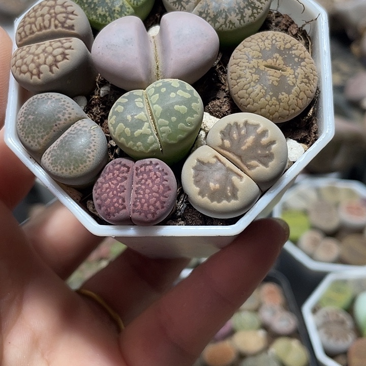 大部分花苞少量开放?生石花366