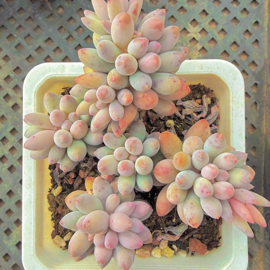 十方手指群（满12.9包邮）