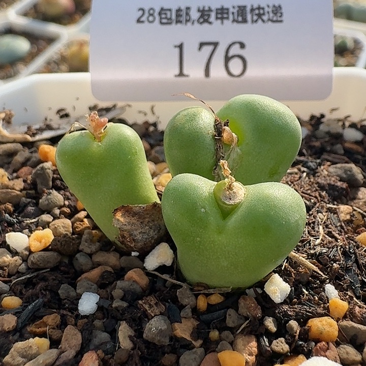 176 绿体鲁提辖。    