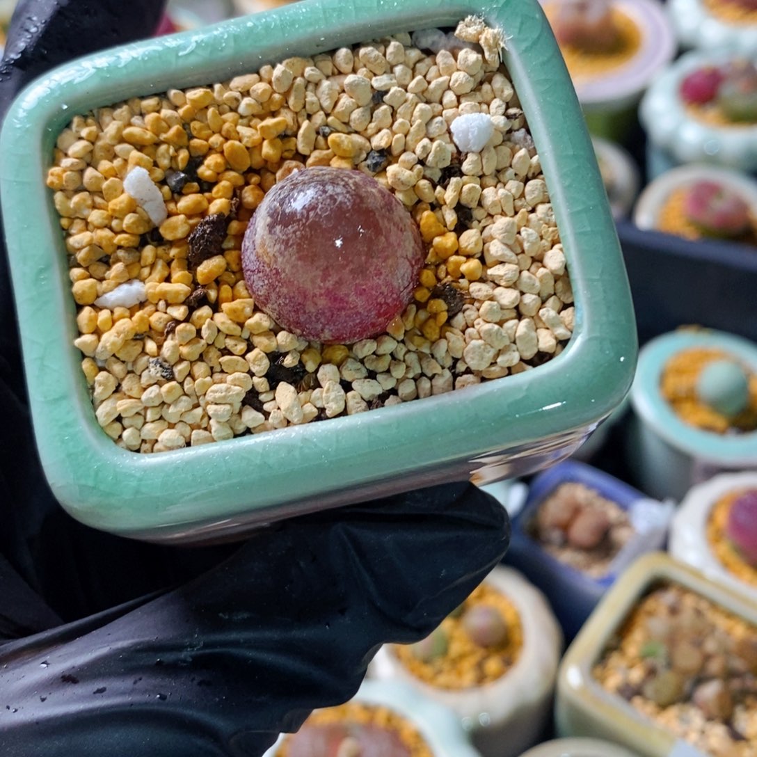 5070--一物一拍 带盆