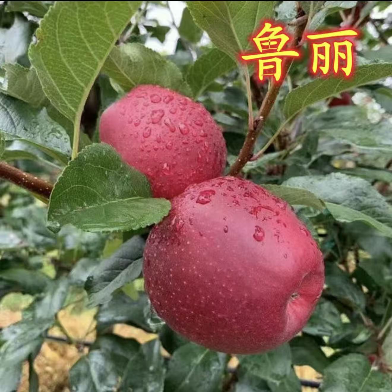 鲁丽苹果南北方均可栽种耐寒树苗苗木