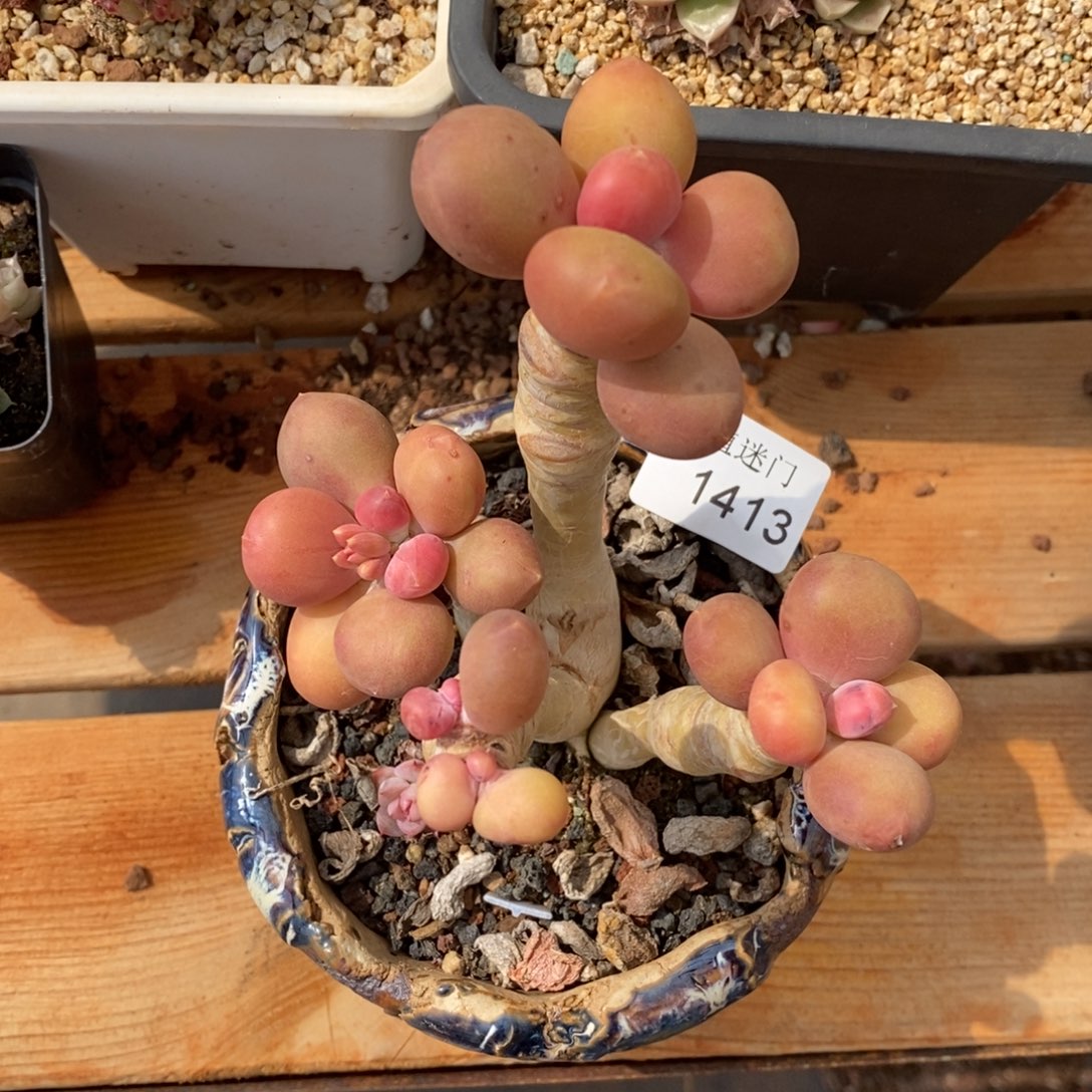 乔*板杂交精品多肉1413