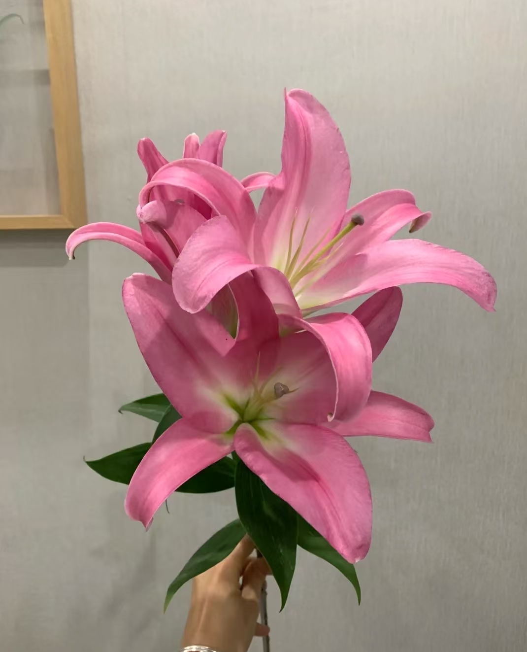 一头星光百合 粉色百合 一头4支4朵 云南基地鲜花家养 水养