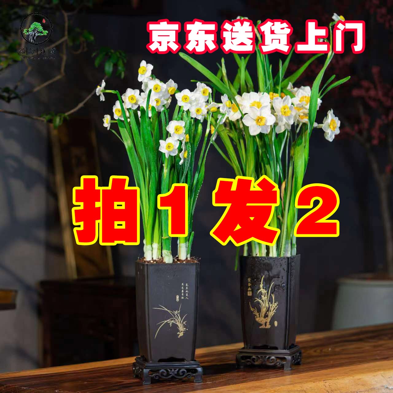 【拍1发2】京东送货0上门漳州水仙花带盆发货年宵花正宗高档土培