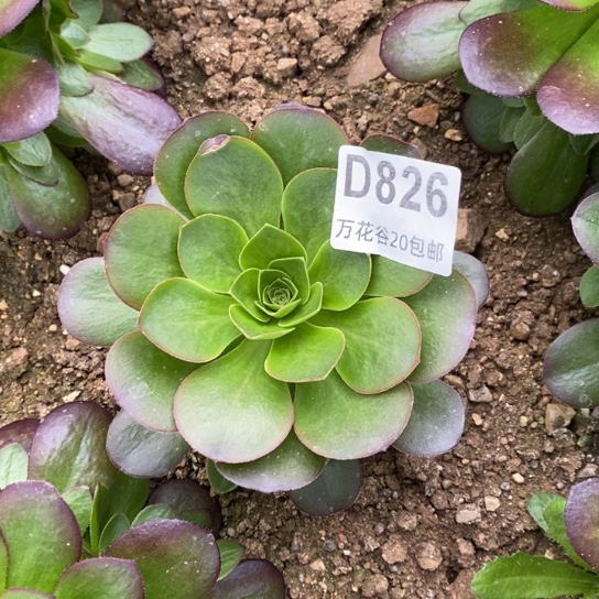 826蓝魅金玫瑰多肉植物