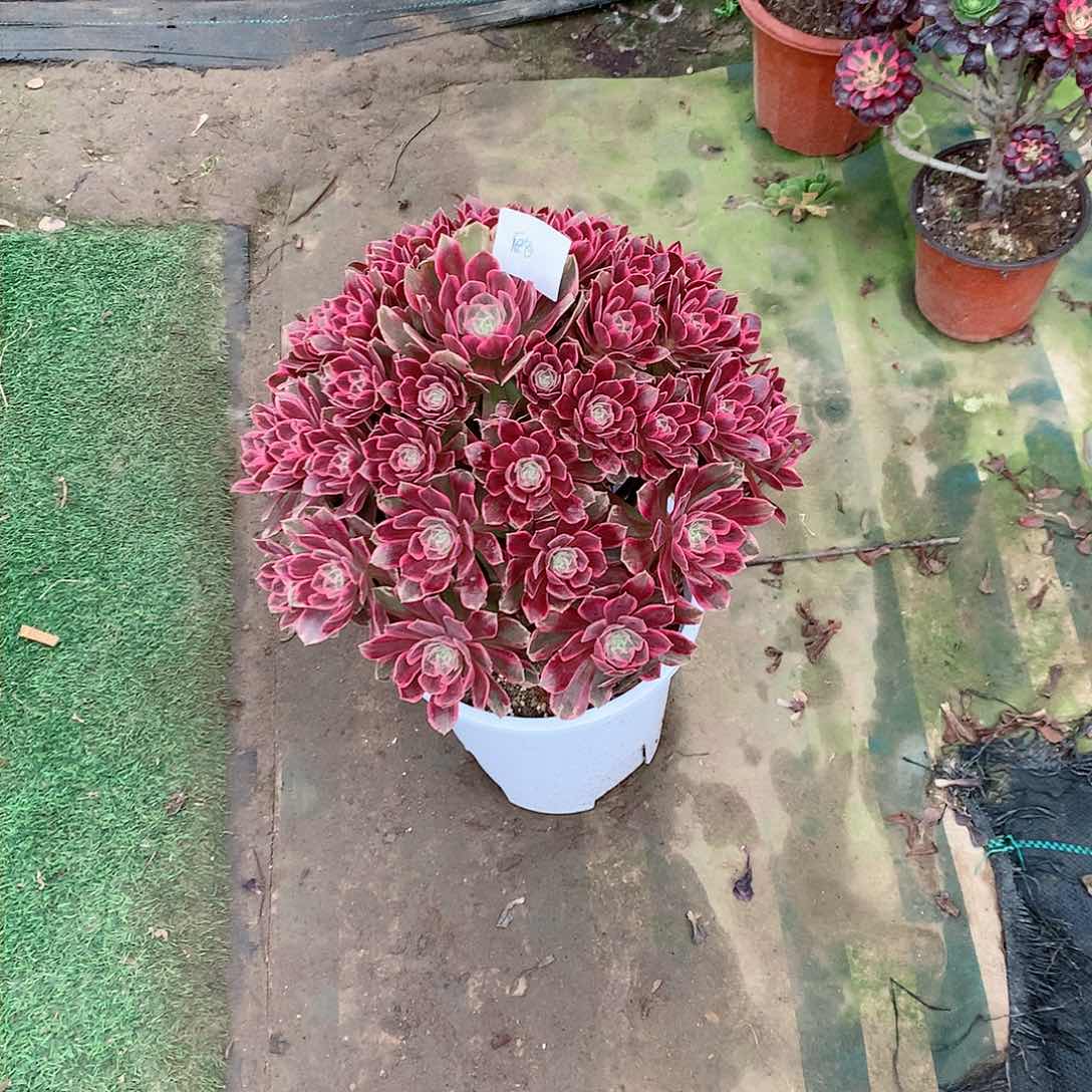 【闪购商品】揽**色浣纱，多肉