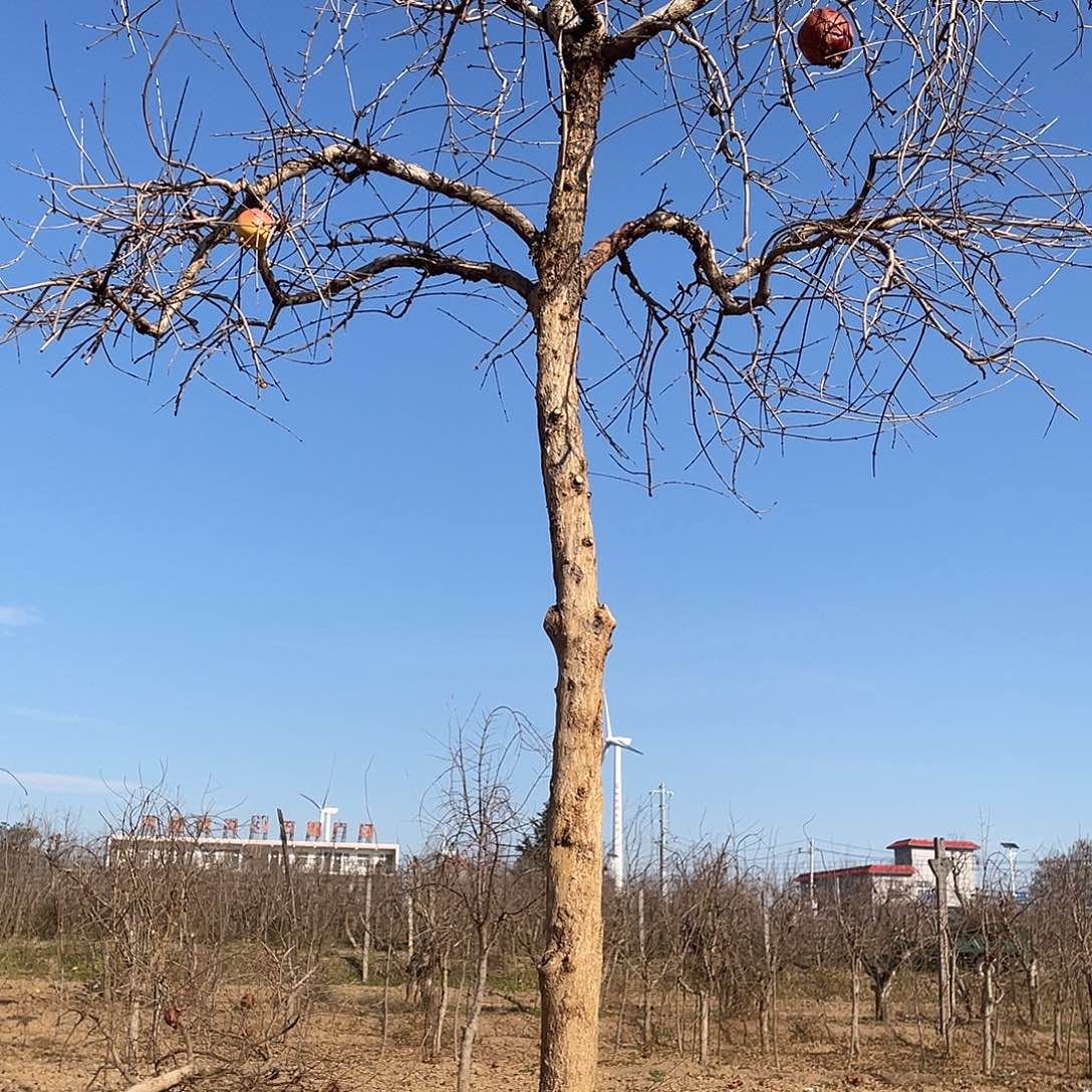 爱***◎完全开放突尼斯软籽石榴树